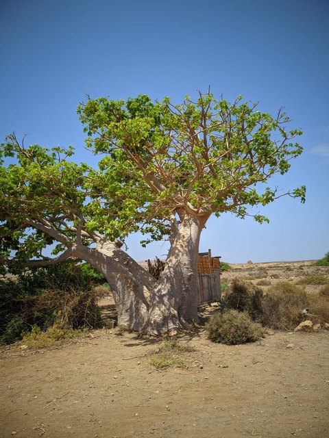 Baobab na Ilha da Boa Vista