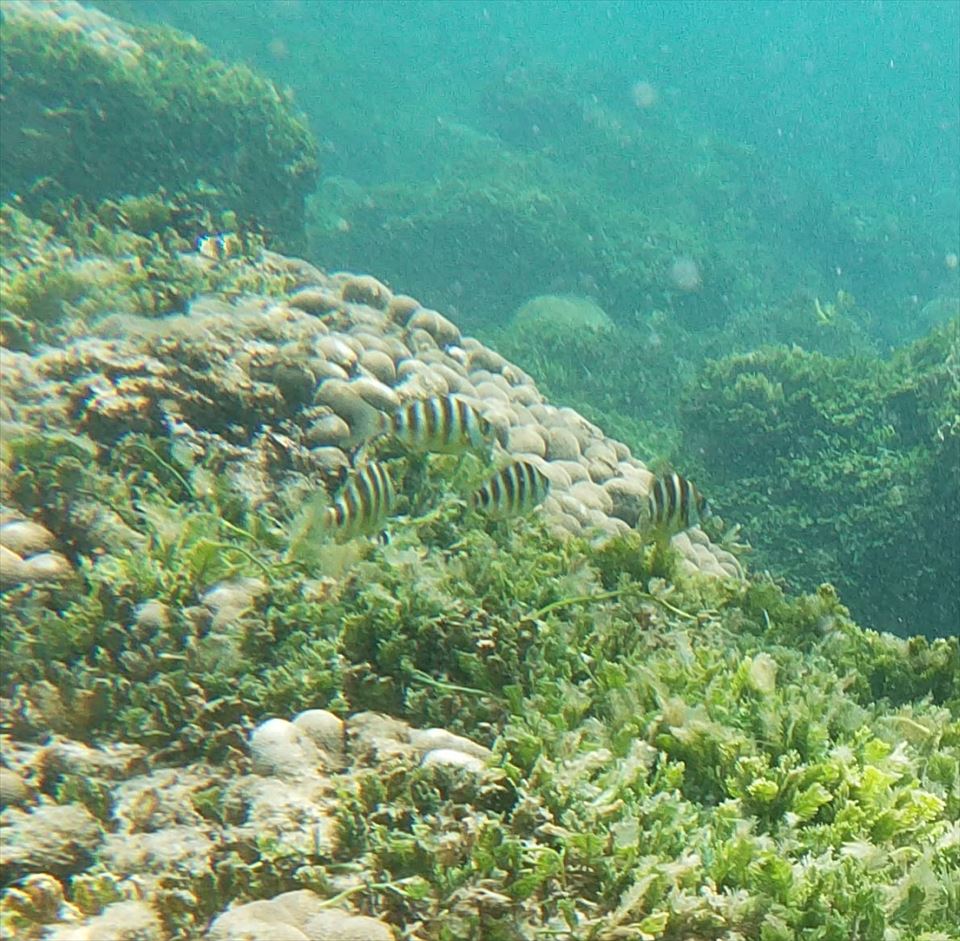 Peixes e vida marinha durante snorkeling na Baía das Gatas, Boa Vista