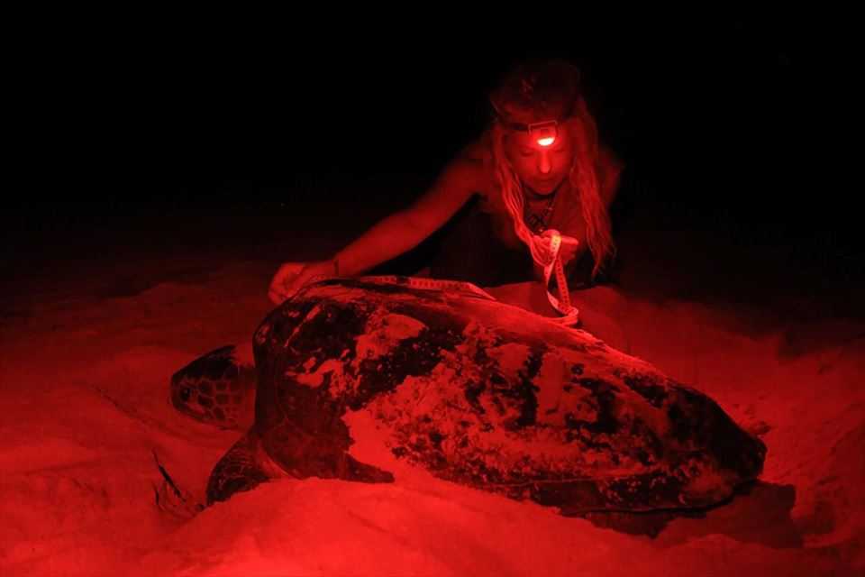 Tartaruga-marinha na Ilha da Boa Vista